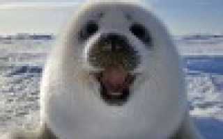 Поиск орфографических ошибок